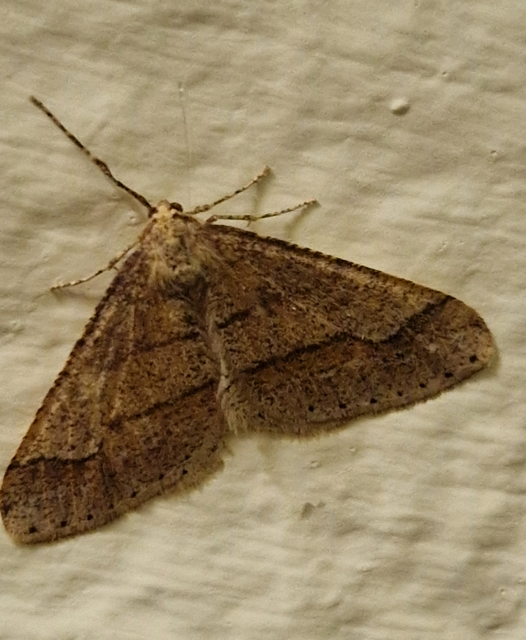 Agriopis marginaria - sárgás téliaraszoló