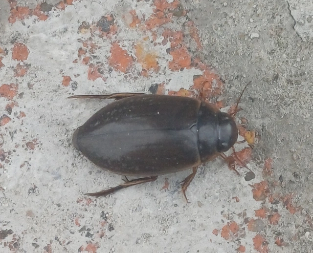 Colymbetes fuscus - gyakori recéscsíkbogár