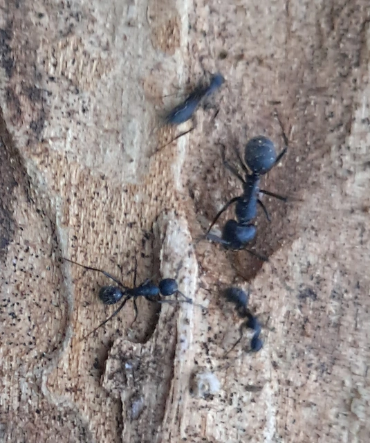 Camponotus vagus - fekete lóhangya