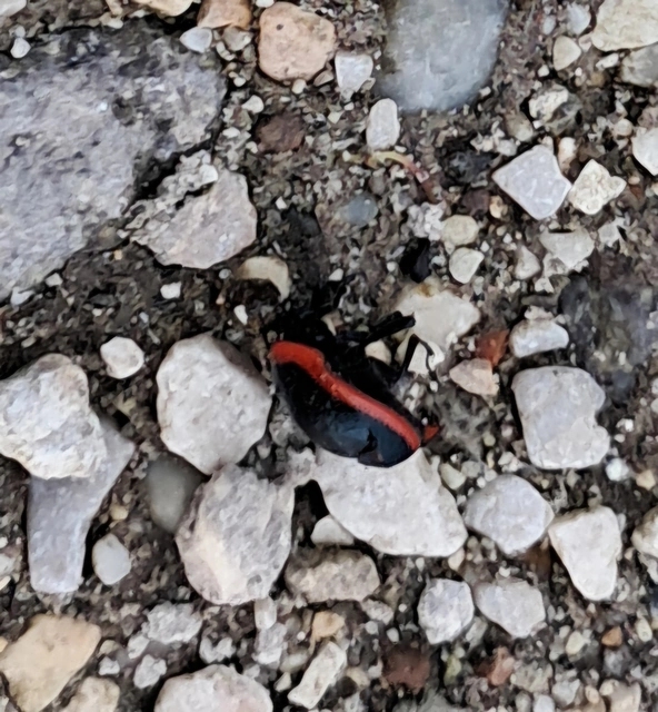 Chrysolina