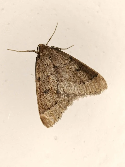 Theria rupicapraria - tavaszi kökényaraszoló