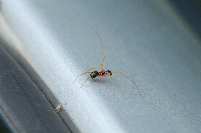 Neottiura bimaculata - dudva törpepók