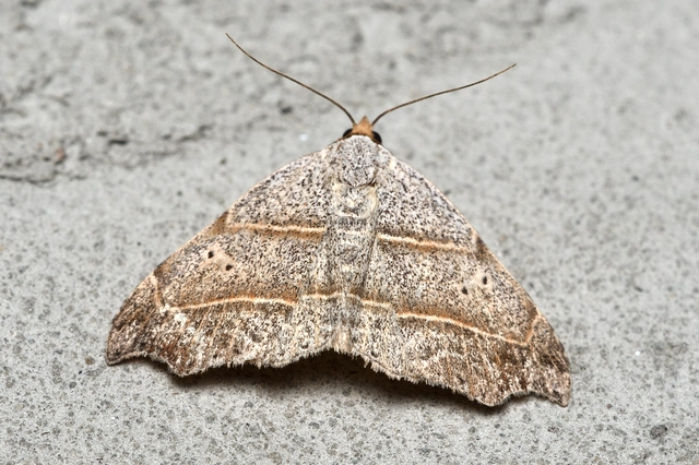 Laspeyria flexula - zuzmóbagoly