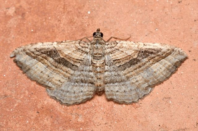 Costaconvexa polygrammata - soksávú araszoló