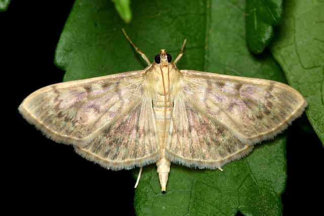 Patania ruralis - csalánevő tűzmoly