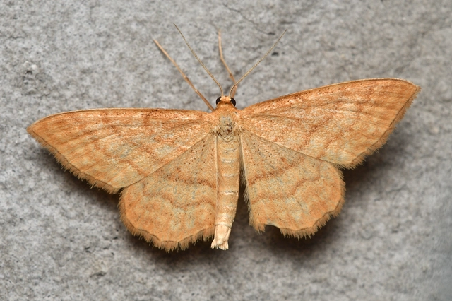 Idaea ochrata - okkerszínű sávosaraszoló