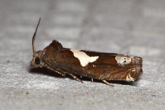 Epiblema foenella - kampósfoltú tükrösmoly