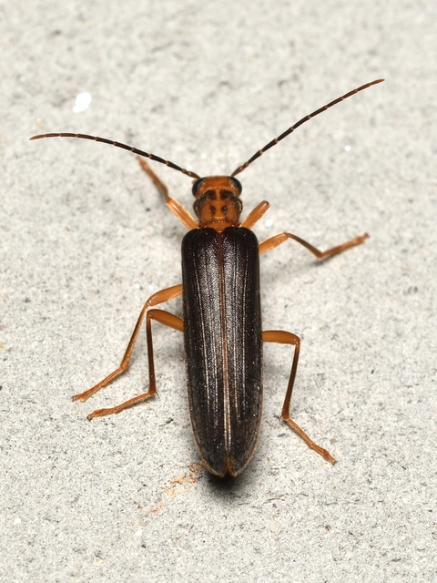 Nacerdes carniolica - karnóliai álcincér