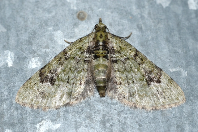 Chloroclystis v-ata - zöldes törpearaszoló