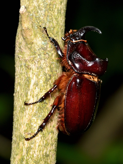 Oryctes nasicornis - orrszarvú bogár