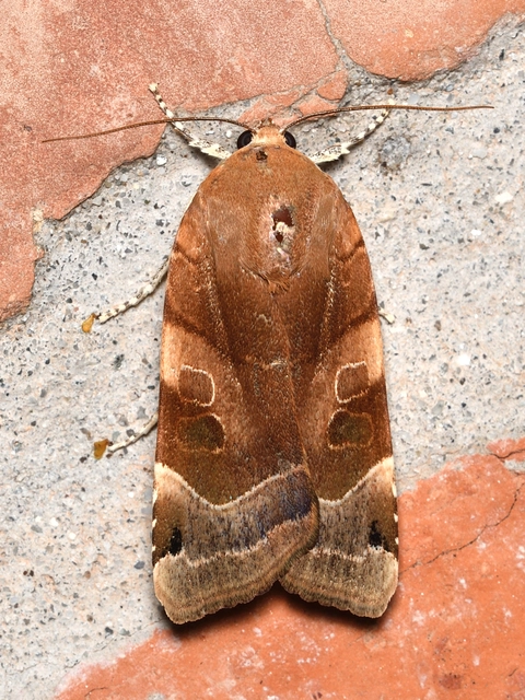 Noctua fimbriata - szélessávú sárgafűbagoly