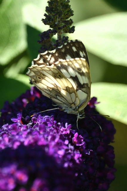 Melanargia galathea - sakktáblalepke