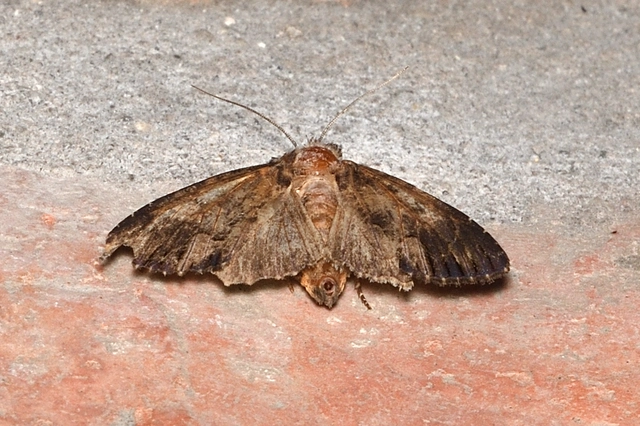 Dypterygia scabriuscula - szurokbarna nyáribagoly