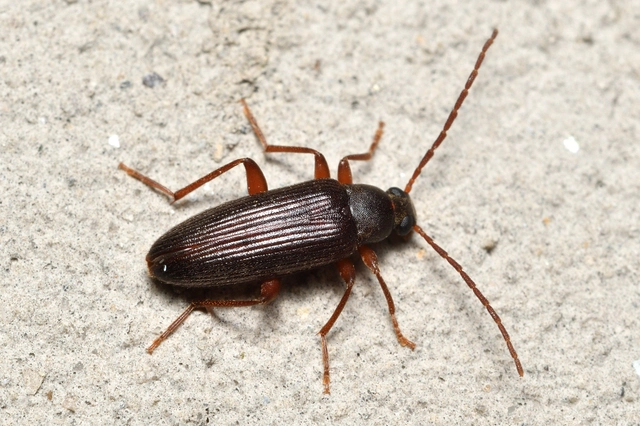 Allecula morio - karcsú alkonybogár Allecula morio - karcsú alkonybogár