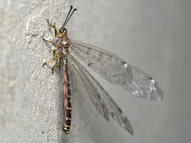 Distoleon tetragrammicus - négyfoltos hangyaleső