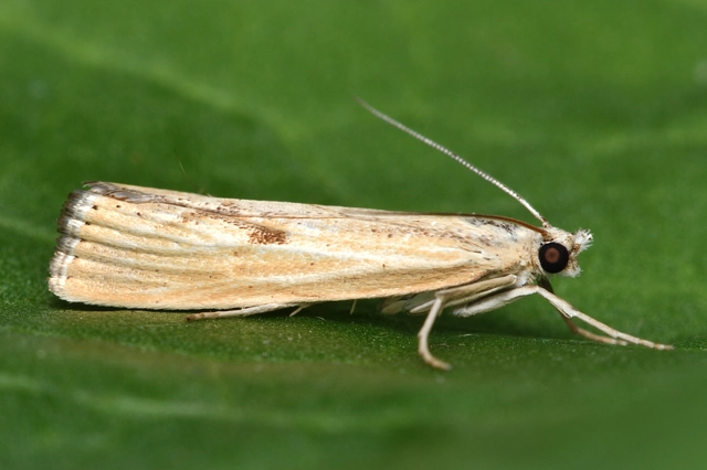 Agriphila