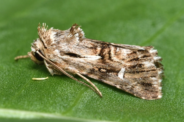 Calophasia lunula - gyújtoványfű-apróbagoly