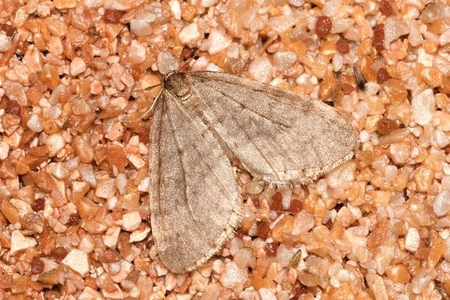 Operophtera brumata - kis téliaraszoló