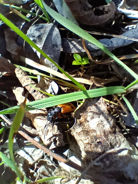Apalus bimaculatus - kétfoltos élősdibogár