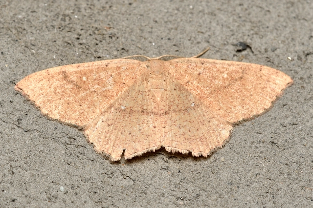Cyclophora ruficiliaria - vörösrojtú pettyesaraszoló