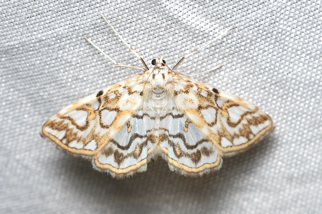 Elophila nymphaeata - tarka vízimoly