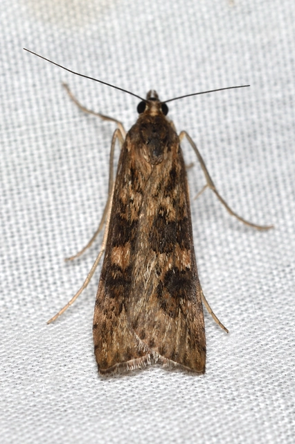 Nomophila noctuella - közönséges vándormoly