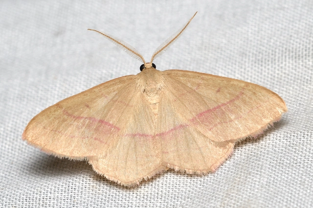 Rhodostrophia vibicaria - pirosszélű araszoló