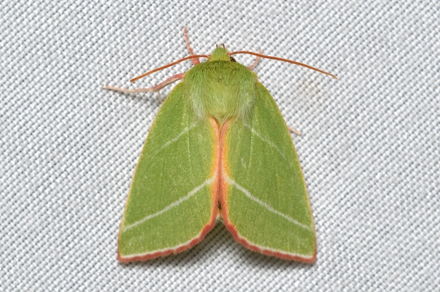 Pseudoips prasinana - bükkfa-zöldbagoly