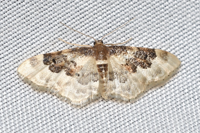 Idaea rusticata - tarka apróaraszoló