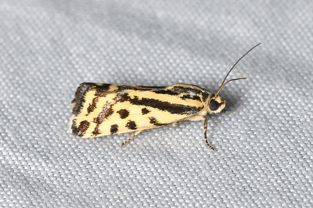 Emmelia trabealis - zebrabagoly