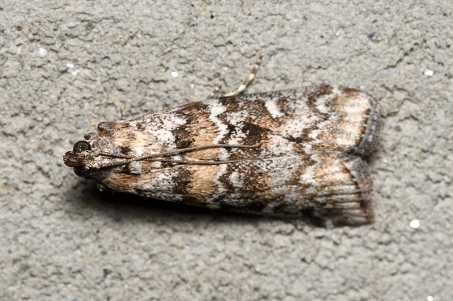Dioryctria
