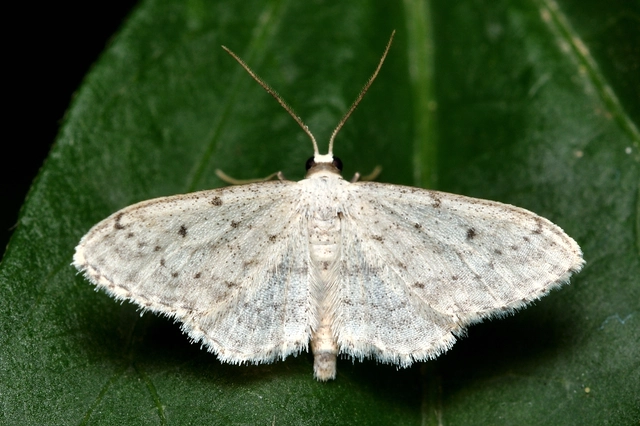 Idaea seriata - szürke apróaraszoló
