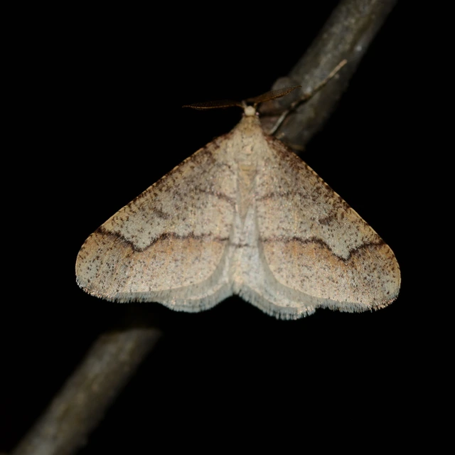 Agriopis marginaria - sárgás téliaraszoló