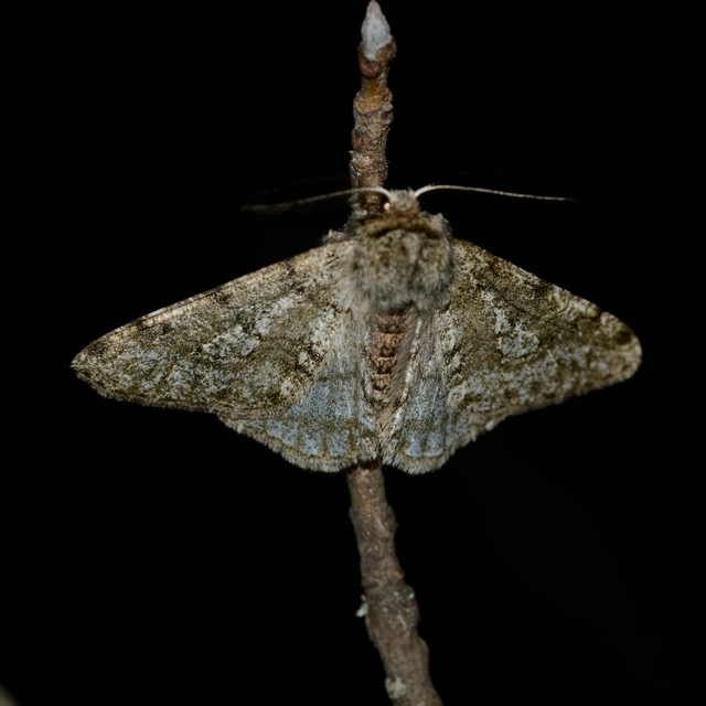 Apocheima pilosaria - zöldes tavasziaraszoló