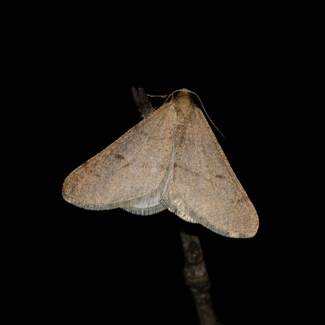 Erannis ankeraria - Anker-araszoló