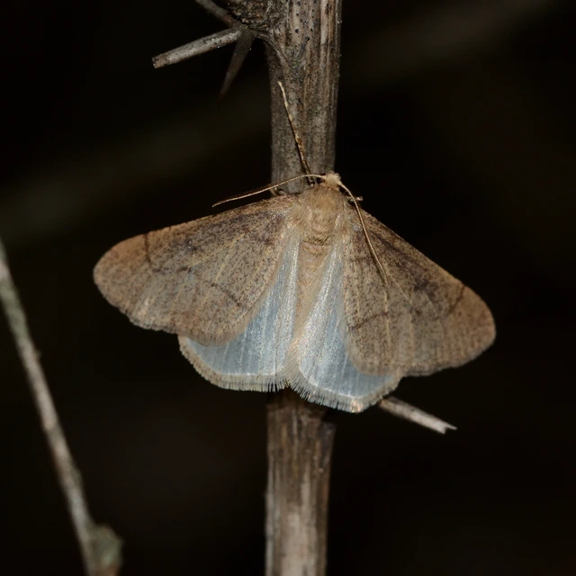 Erannis ankeraria - Anker-araszoló