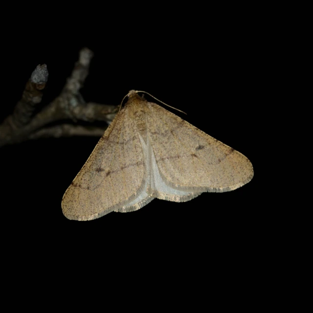 Erannis ankeraria - Anker-araszoló