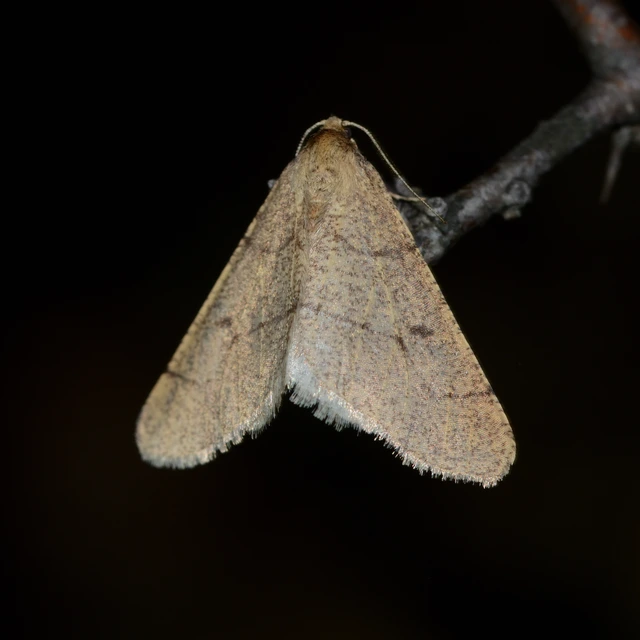Erannis ankeraria - Anker-araszoló
