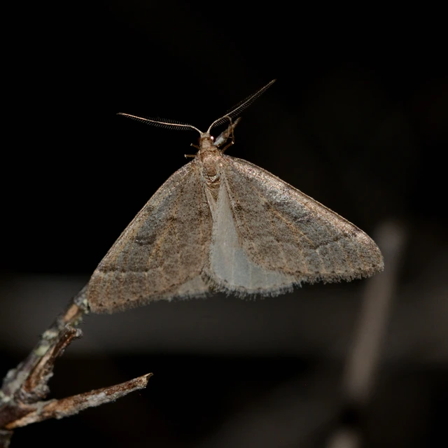 Theria rupicapraria - tavaszi kökényaraszoló