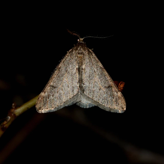 Alsophila aescularia - vadgesztenye-araszoló