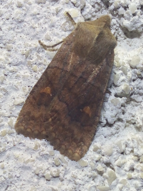 Eupsilia transversa - holdacskás télibagoly