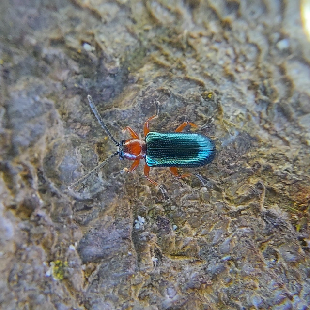 Oulema melanopus/duftschmidi