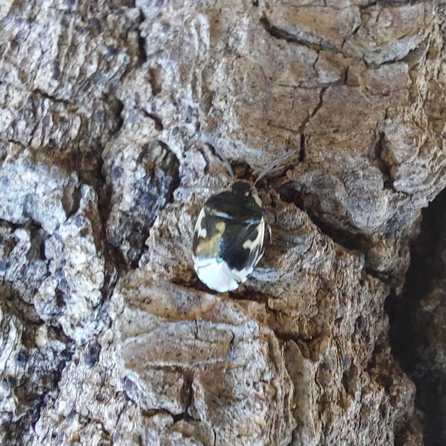 Tritomegas bicolor - foltos földipoloska