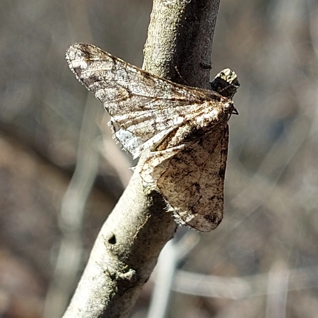 Agriopis leucophaearia - tölgy-tavasziaraszoló