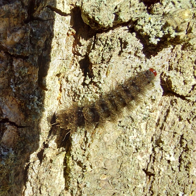 Amata phegea - fehérpettyes álcsüngőlepke