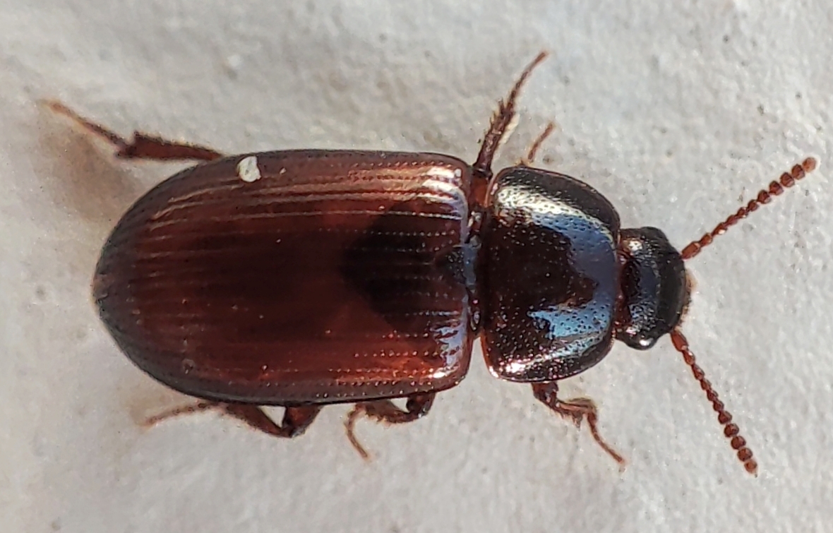 Agyrtes castaneus - barna áldögbogár