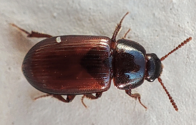 Agyrtes castaneus - barna áldögbogár