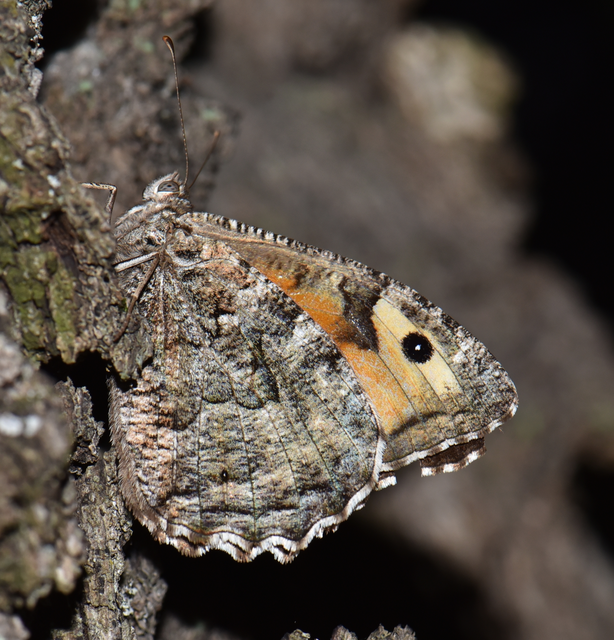 Hipparchia semele - barna szemeslepke