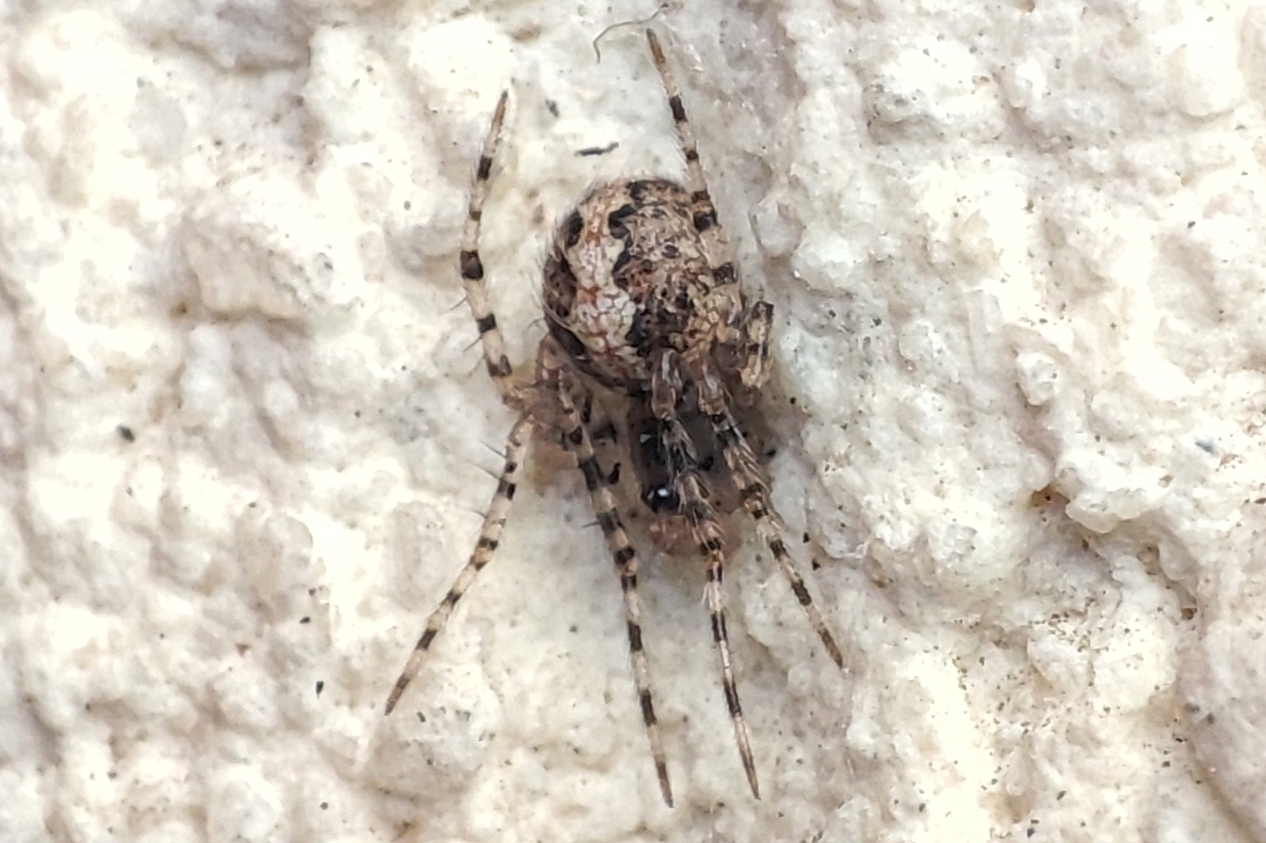 Theridion