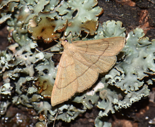 Paracolax tristalis - sárgás karcsúbagoly